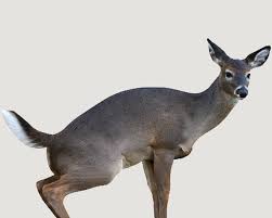 Decoy Montana Estrus Betty Doe