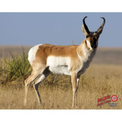 Target Dura Mesh Antelope